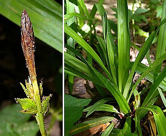 Carex careyana