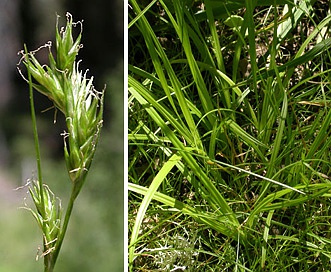 Carex deweyana