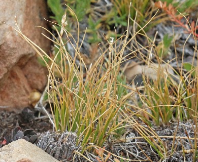 Carex elynoides