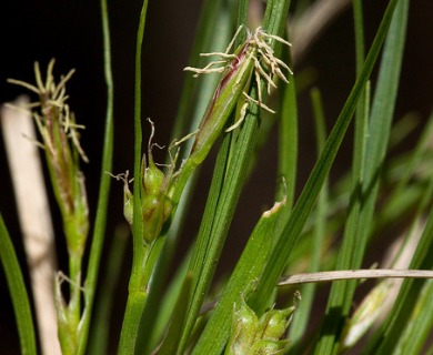 Carex geophila