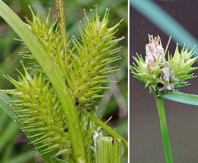 Carex gigantea