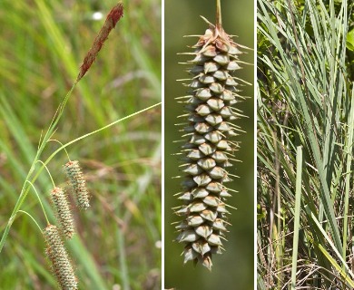 Carex glaucescens