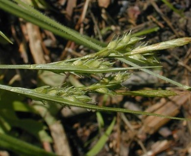 Carex hirtifolia