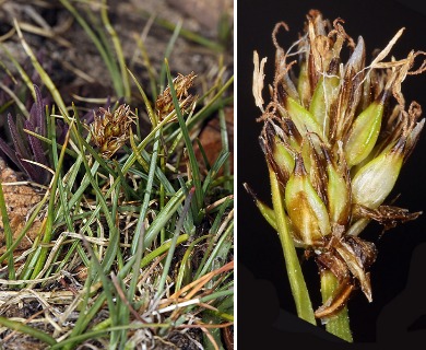 Carex incurviformis