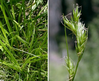 Carex leptopoda
