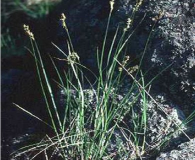 Carex merritt-fernaldii