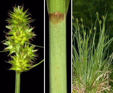 Carex mesochorea