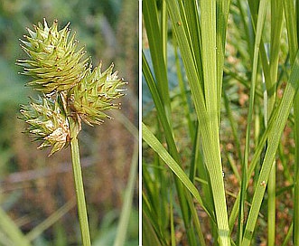 Carex molesta