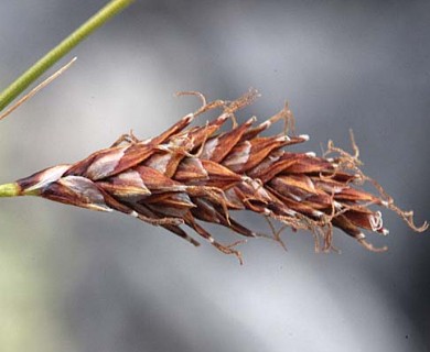 Carex petricosa