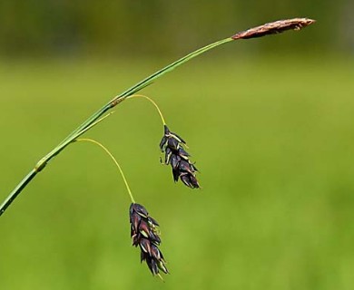 Carex pluriflora
