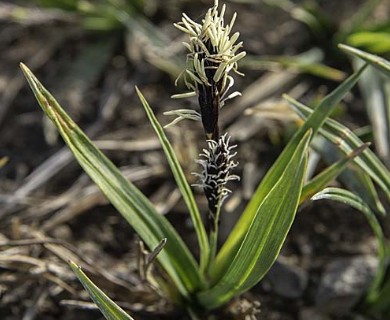 Carex podocarpa
