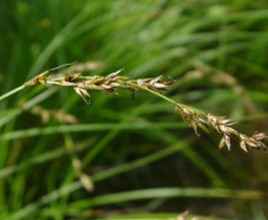 Carex prairea