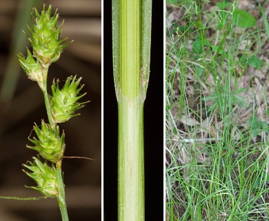 Carex reniformis