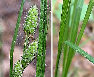 Carex swanii