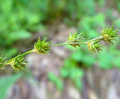 Carex tenera