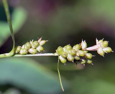 Carex torreyi