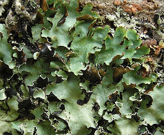 Cetrelia olivetorum