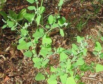 Chenopodium fremontii