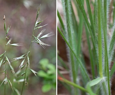 Danthonia sericea