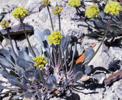 Eriogonum crosbyae