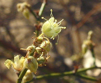 Eriogonum deserticola