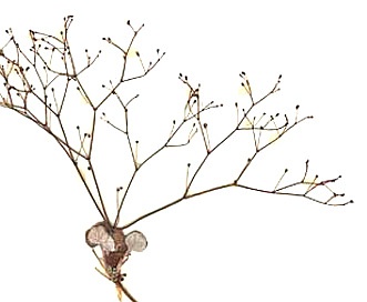 Eriogonum wetherillii