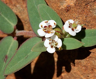 Euphorbia capitellata