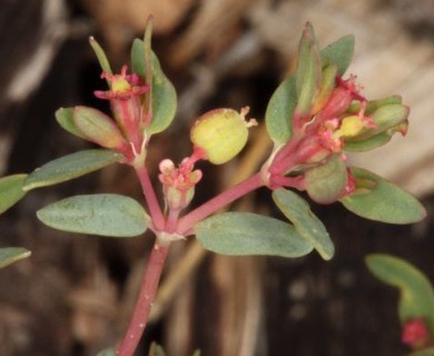 Euphorbia chaetocalyx