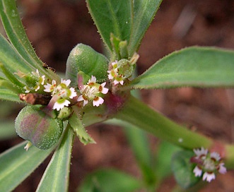 Euphorbia exstipulata