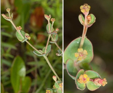 Euphorbia floridana