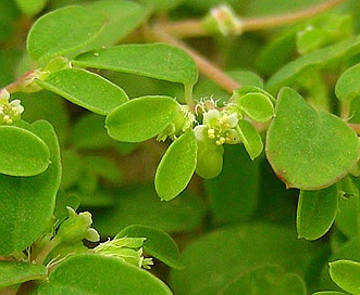 Euphorbia geyeri