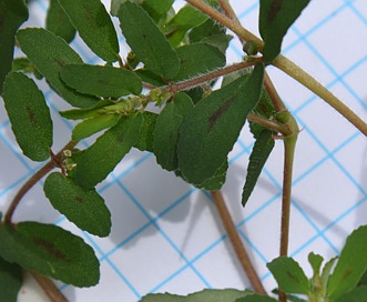Euphorbia humistrata