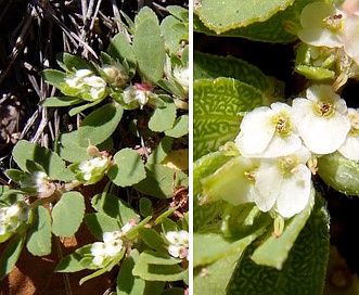 Euphorbia indivisa