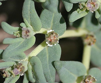Euphorbia lata