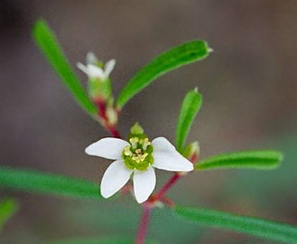 Euphorbia missurica
