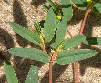 Euphorbia polygonifolia