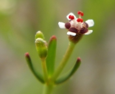Euphorbia polyphylla