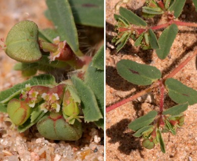 Euphorbia serrula