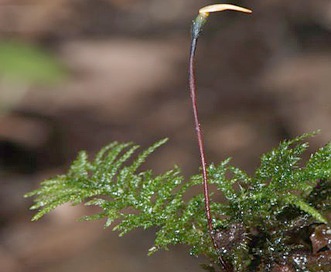 Eurhynchium praelongum