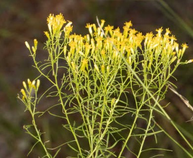 Euthamia graminifolia