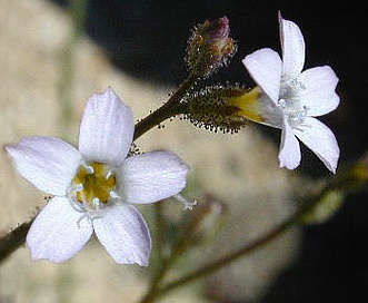 Gilia modocensis