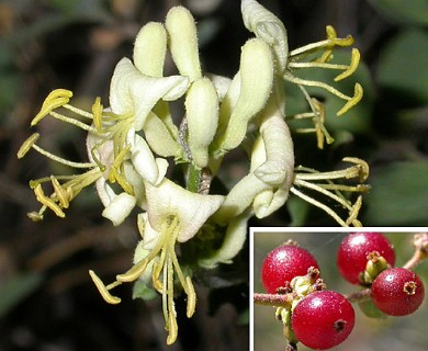 Lonicera subspicata