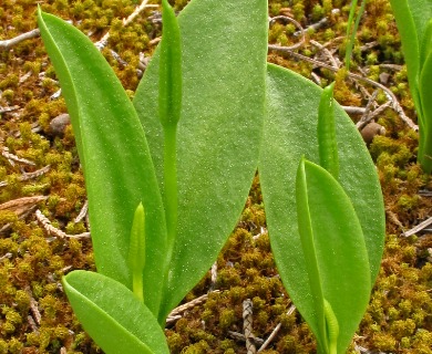 Ophioglossum engelmannii