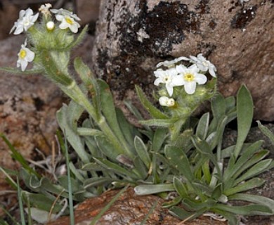 Oreocarya nubigena