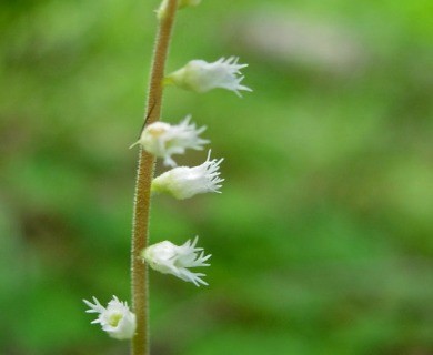 Ozomelis diversifolia
