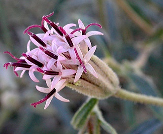 Palafoxia arida