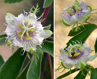 Passiflora arizonica