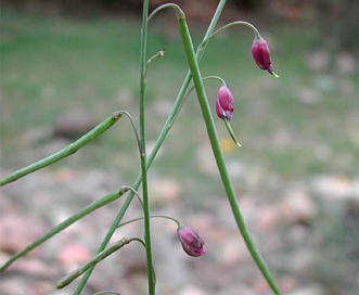 Pennellia longifolia
