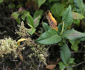 Persicaria wallichii