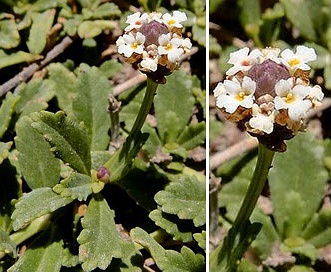 Phyla cuneifolia